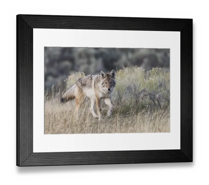 Framed Print : Coyote, stalking Framed Print : Coyote, stalking