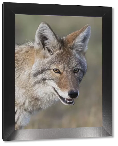 Coyote, Close-up Portrait