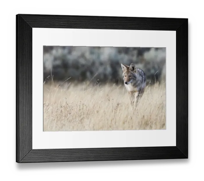 Framed Print : Coyote on the prowl for a meal Framed Print : Coyote on the prowl for a meal