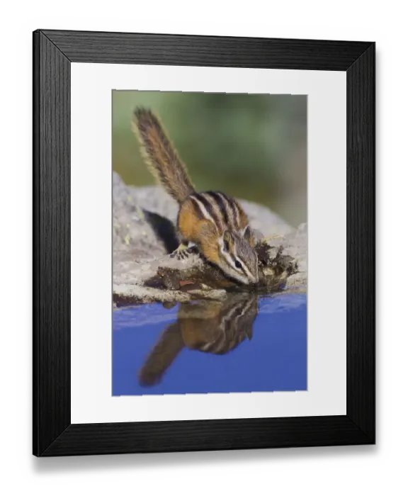Framed Print : Townsends Chipmunk, summer time drink Framed Print : Townsends Chipmunk, summer time drink