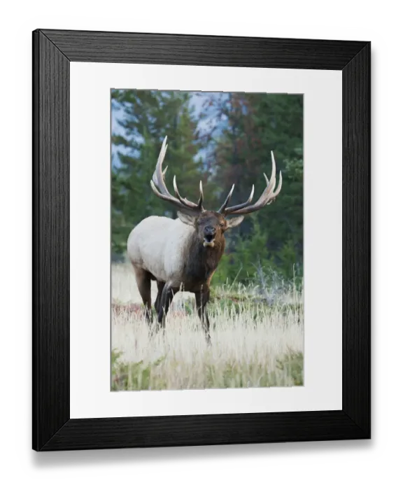Framed Print : Bull Elk Bugling Framed Print : Bull Elk Bugling