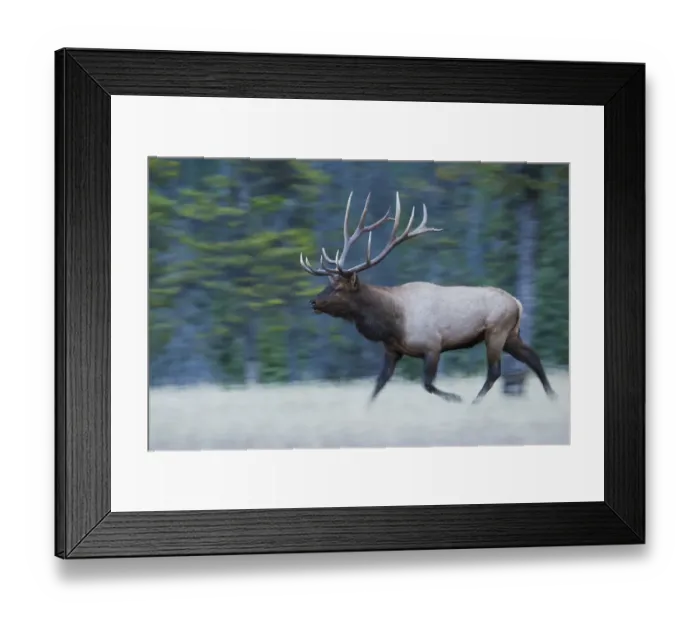 Framed Print : Bull Elk on the move Framed Print : Bull Elk on the move