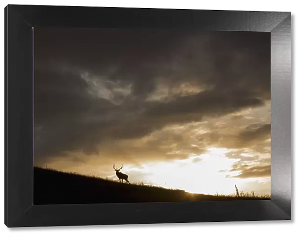 Bull Elk, sunset storm clouds