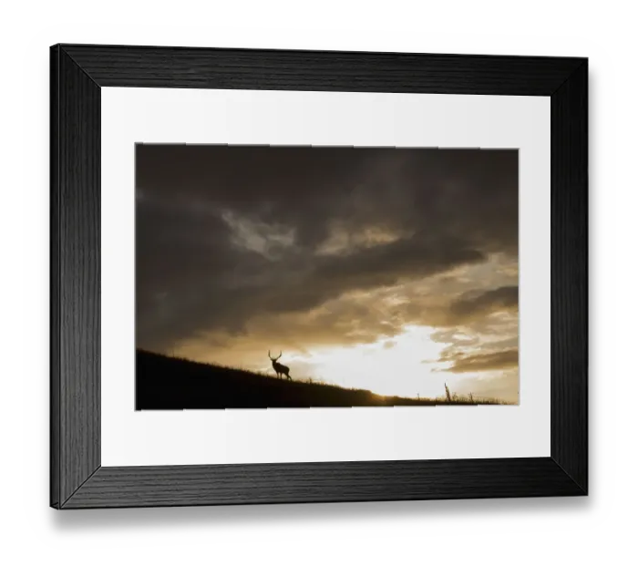 Framed Print : Bull Elk, sunset storm clouds