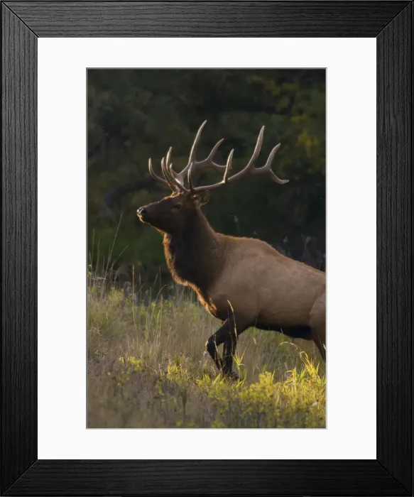 Framed Print : Bull Elk, last sunrays of the day