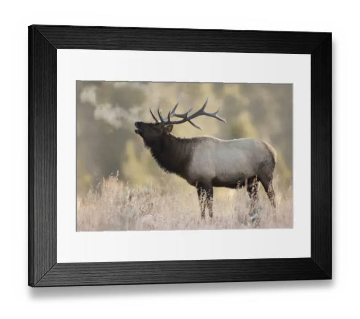 Framed Print : Bull Elk, Morning Breath