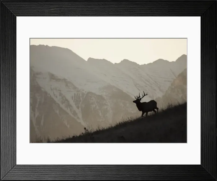 Framed Print : Bull Elk, Sunset Silhouette Framed Print : Bull Elk, Sunset Silhouette