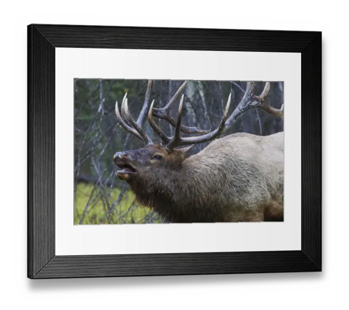 Framed Print : Bull Elk Fleming Framed Print : Bull Elk Fleming
