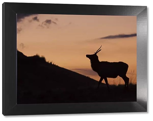 Young Bull Elk, Sunset Silhouette