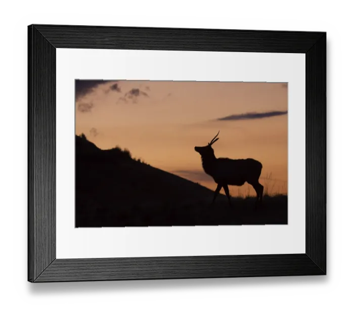 Framed Print : Young Bull Elk, Sunset Silhouette Framed Print : Young Bull Elk, Sunset Silhouette
