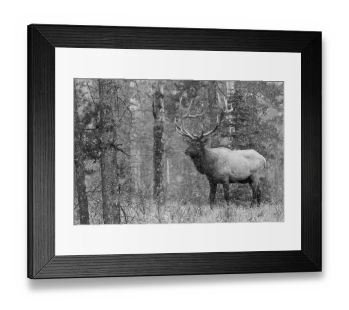 Framed Print : Bull Elk, autumn snow