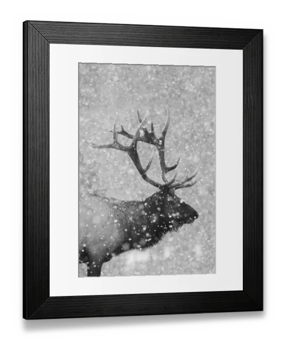 Framed Print : Bull Elk, Autumn Snow Framed Print : Bull Elk, Autumn Snow