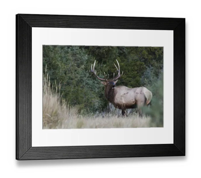 Framed Print : Bull Elk Bugling Framed Print : Bull Elk Bugling