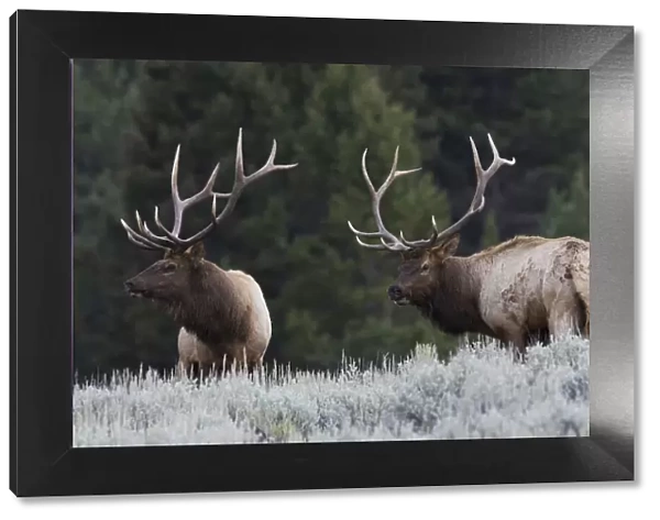 Mature Elk Bulls sizing one another up