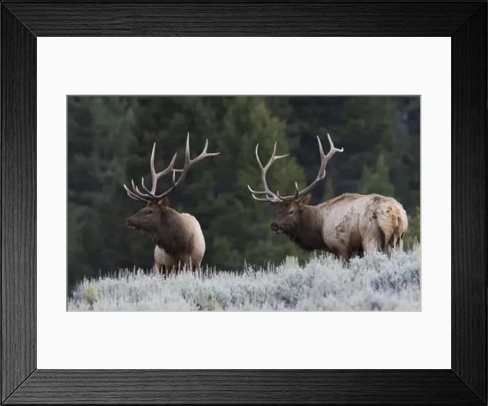 Framed Print : Mature Elk Bulls sizing one another up Framed Print : Mature Elk Bulls sizing one another up