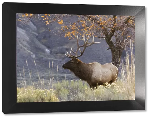 Rocky Mountain Bull Elk, Autumn Morning