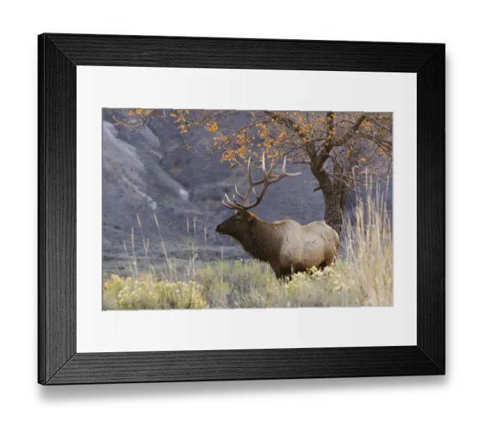 Framed Print : Rocky Mountain Bull Elk, Autumn Morning Framed Print : Rocky Mountain Bull Elk, Autumn Morning
