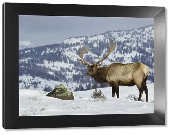 Bull Elk, Winter in the Rockies