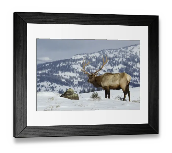 Framed Print : Bull Elk, Winter in the Rockies Framed Print : Bull Elk, Winter in the Rockies
