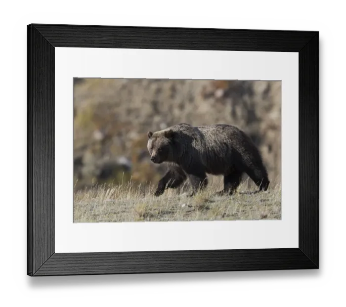 Framed Print : Grizzly Bear Framed Print : Grizzly Bear