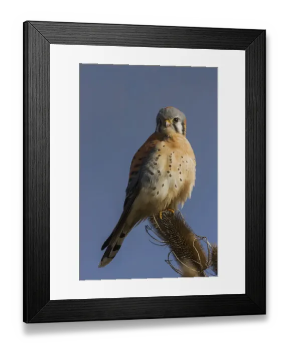 Framed Print : American Kestrel (male) Framed Print : American Kestrel (male)