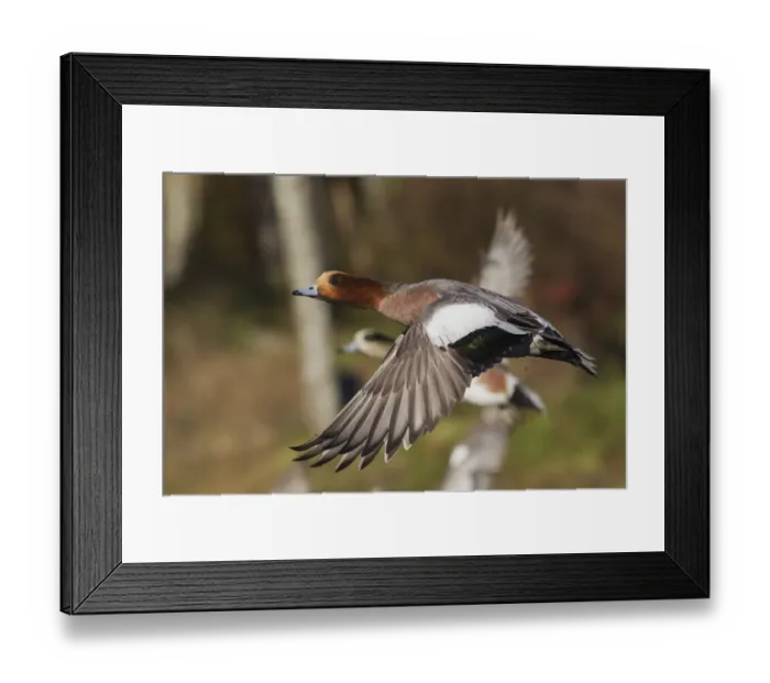 Framed Print : Eurasian Wigeon taking Flight