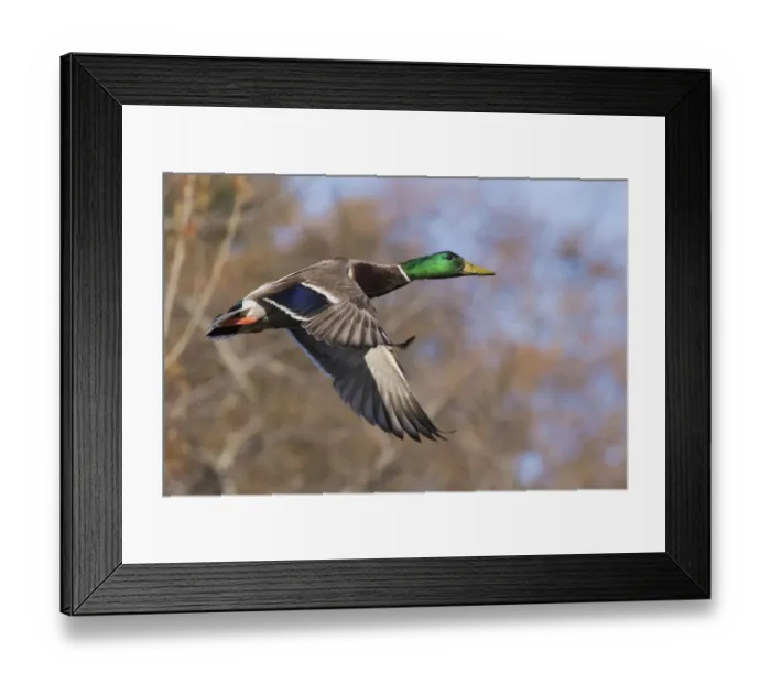 Framed Print : Autumn Mallard Framed Print : Autumn Mallard