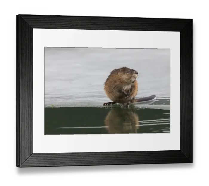 Framed Print : Muskrat, winter foraging