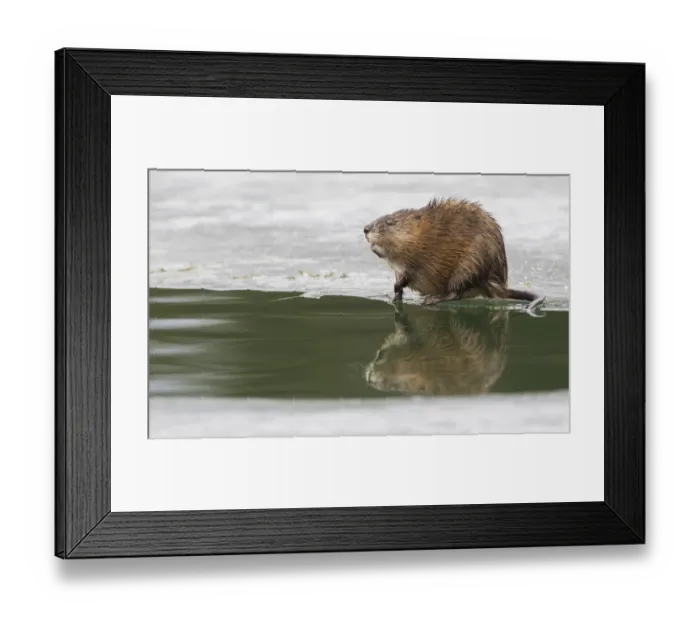 Framed Print : Muskrat, winter foraging from an opening in the ice Framed Print : Muskrat, winter foraging from an opening in the ice