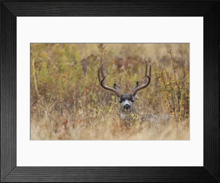 Framed Print : Mule Deer Buck, autumn sprinkle Framed Print : Mule Deer Buck, autumn sprinkle