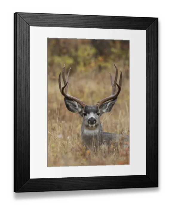 Framed Print : Mule Deer Buck Framed Print : Mule Deer Buck
