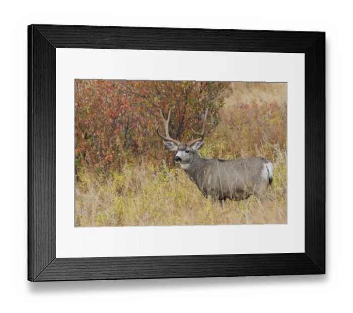 Framed Print : Mule Deer Buck Framed Print : Mule Deer Buck