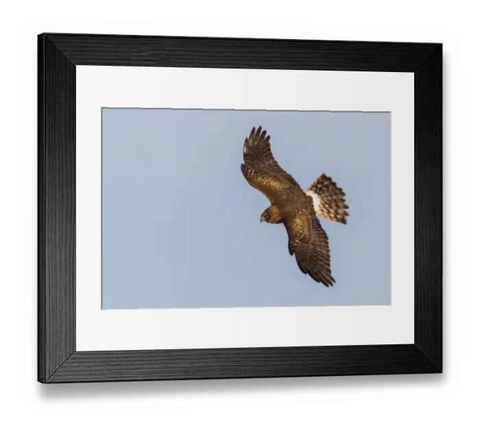 Framed Print : Northern Harrier, hunting
