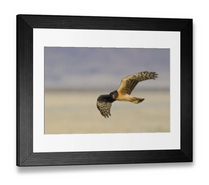 Framed Print : Northern Harrier Hawk (immature) Framed Print : Northern Harrier Hawk (immature)