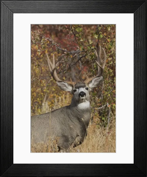 Framed Print : Alert Mule Deer Buck