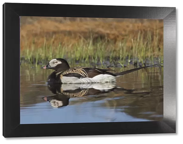 Long-tailed Duck, drake in arctic tundra pond