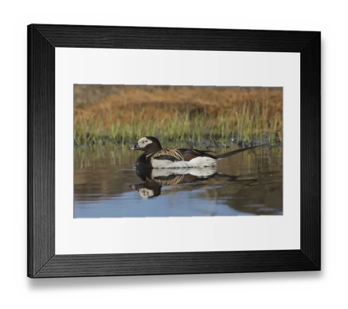 Framed Print : Long-tailed Duck, drake in arctic tundra pond Framed Print : Long-tailed Duck, drake in arctic tundra pond