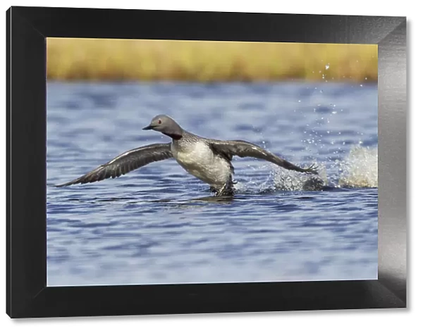 Red-throated Loon, courtship display