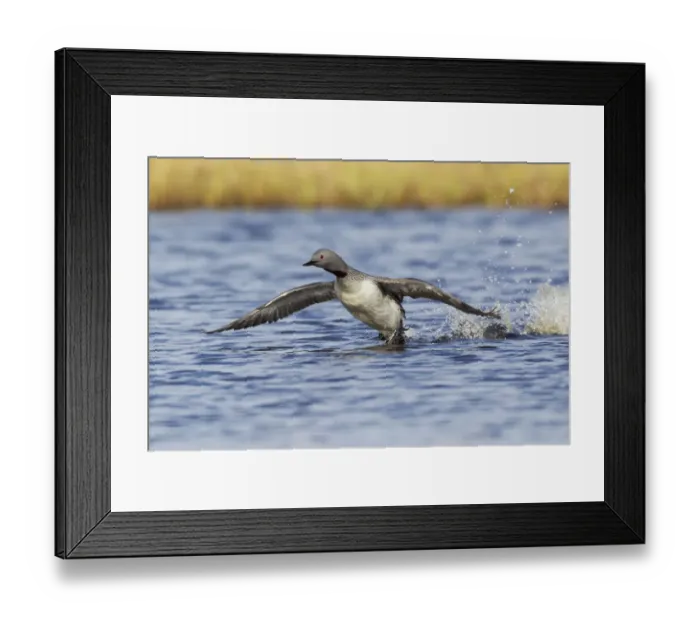 Framed Print : Red-throated Loon, courtship display Framed Print : Red-throated Loon, courtship display