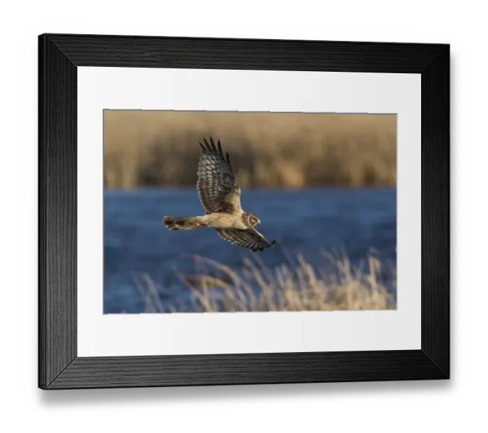 Framed Print : Northern Harrier Hunting Framed Print : Northern Harrier Hunting