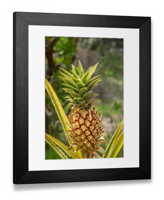 Framed Print : Pineapple plant Framed Print : Pineapple plant