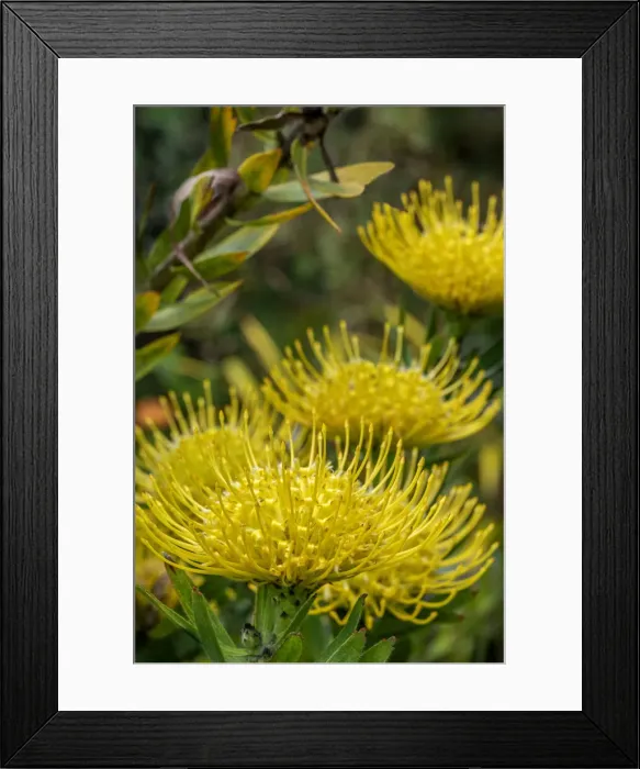 Framed Print : Pincushion flower Framed Print : Pincushion flower