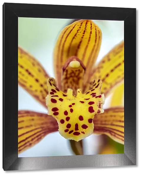 Speckled yellow Orchid