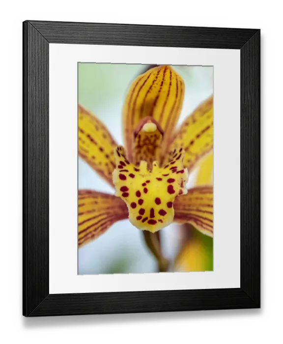 Framed Print : Speckled yellow Orchid Framed Print : Speckled yellow Orchid