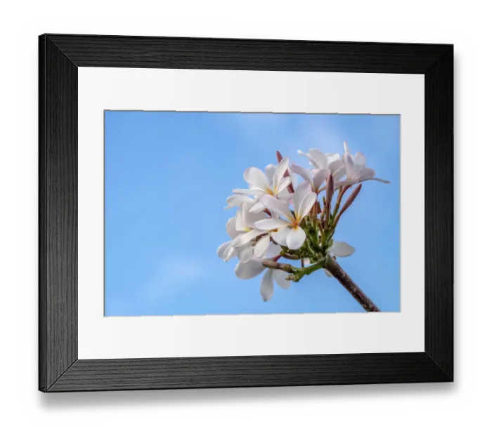 Framed Print : Plumeria Framed Print : Plumeria