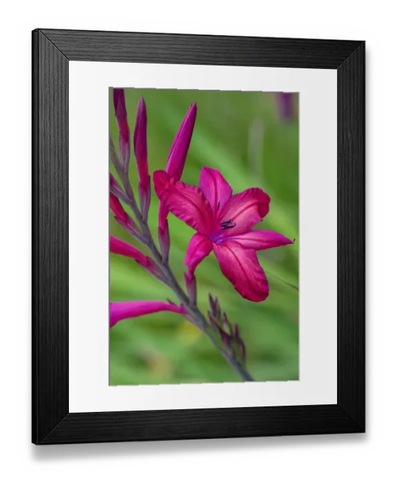 Framed Print : Pink Gladiolus Framed Print : Pink Gladiolus