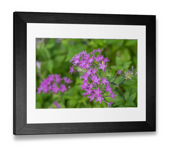 Framed Print : Pink Pentas