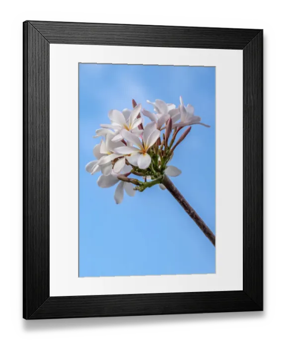 Framed Print : Plumeria Framed Print : Plumeria