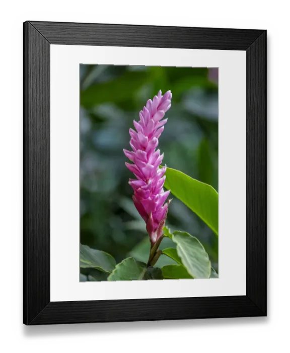 Framed Print : Pink Cone Ginger