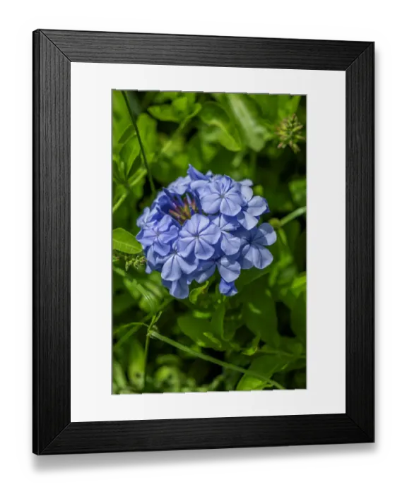 Framed Print : Plumbago plant Framed Print : Plumbago plant